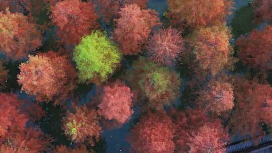 秋天的水杉公园实拍视频素材模板下载