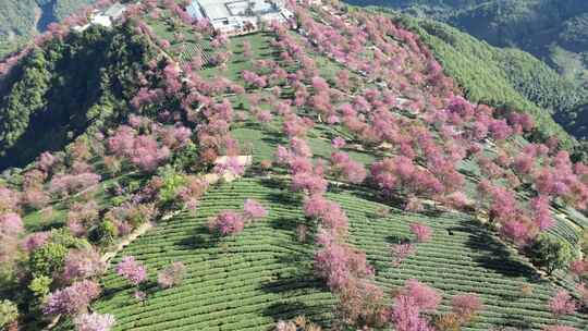 云南大理无量山茶园樱花鸟瞰航拍