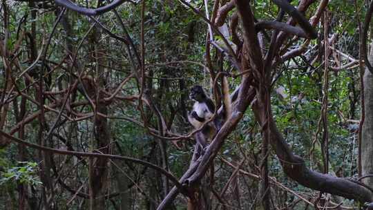 树枝上的猴子