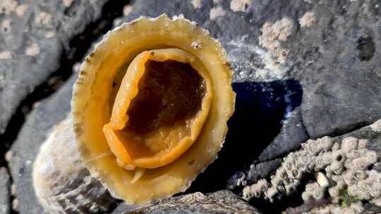普通的Limpet Patella Vulgata Sea软体动物是一种水生蜗牛，牙齿非常强壮视频素材模板下载