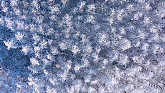 4k航拍恩施雪山雾凇风光