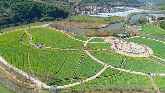 安宁市螳螂川油菜花海航拍