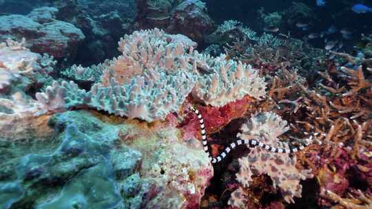 海蛇珊瑚礁斐济大星盘礁鱼群魔鬼鱼海底美景视频素材模板下载