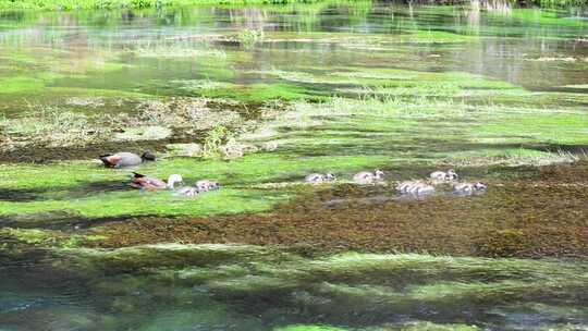 整个鸭子家族喂养着生长在晶莹剔透的水草中