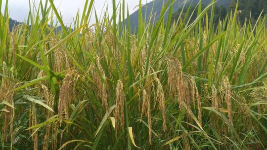 航拍水稻稻谷大米米饭农业粮食