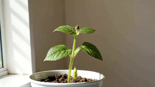 窗边盆栽植物生长特写
