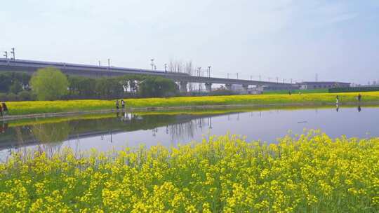 杭州临平春天油菜花花田高铁驶过慢镜头