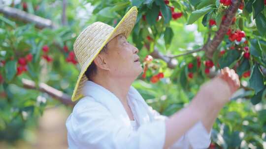 摘樱桃 农民丰收 农民笑容