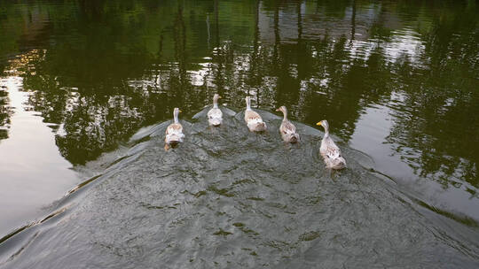 农村一群鸭子在水塘里游