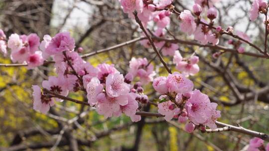 微距特写鲜花桃花粉色花朵