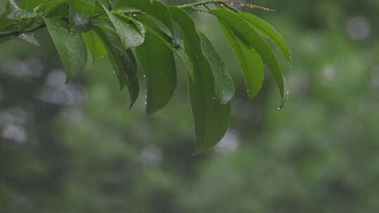 谷雨下雨雨滴滴落树叶特写