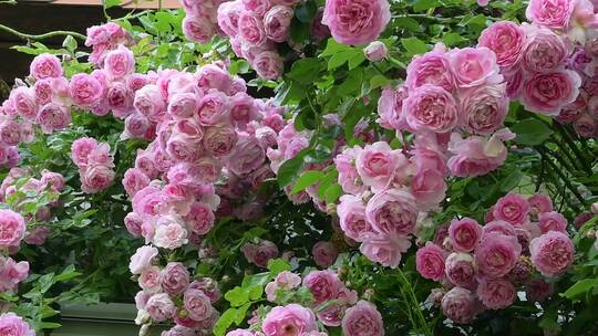 美丽的玫瑰花丛