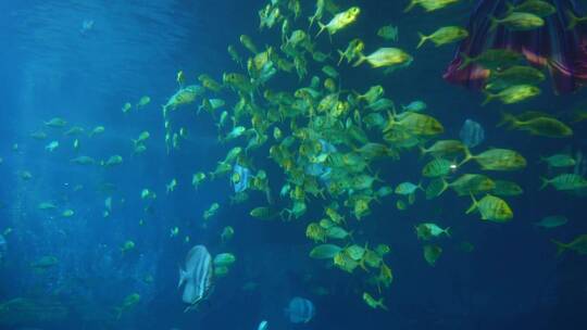 鱼群深海神秘水下热带鱼视频素材模板下载