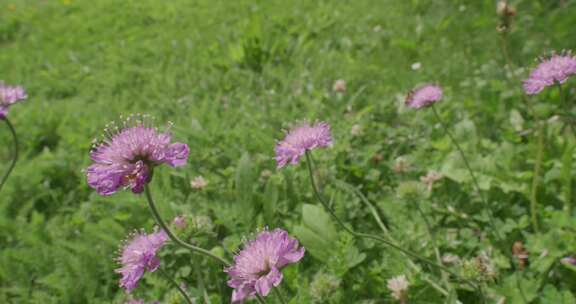 Knautia Arvensis， Fi