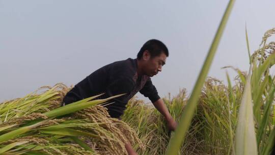 稻田农民割水稻