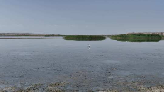 4k航拍黑河湿地水鸟鹤视频素材模板下载