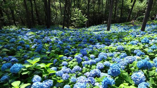 临平山无尽夏绣球花