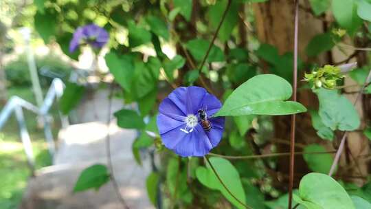 蜜蜂从花上飞下来