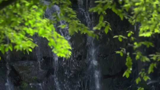 风吹树叶 唯美自愈意境 自然 阳光 夏天光影