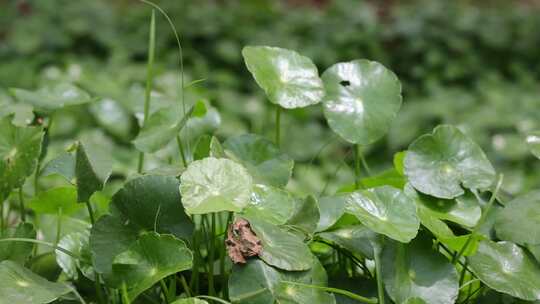 金钱草、铺地莲