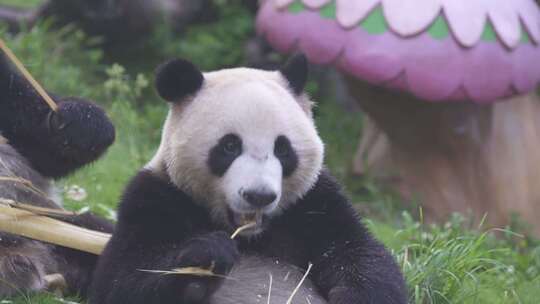 大熊猫视频素材模板下载