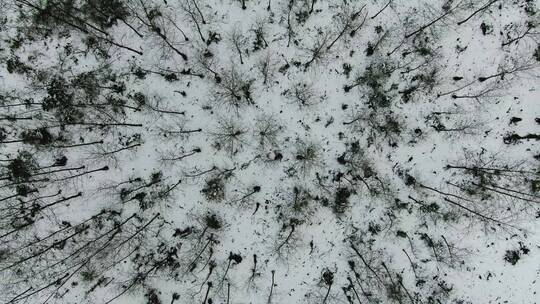 合集冬天森林雪景4K航拍