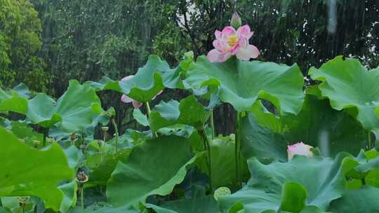 夏天荷塘荷花海域雨水雨滴雨景