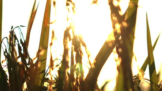 阳光下的水稻特写农业农作物