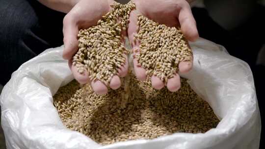 手拔麦粒农民丰收小麦颗粒饱满粮食农作物