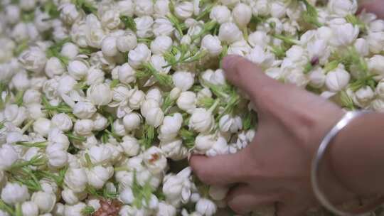 升格慢动作微距特写茉莉花与茉莉花茶制作