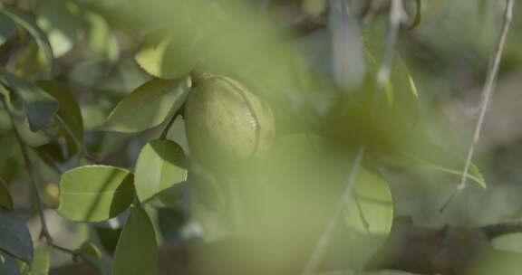 山茶树素材