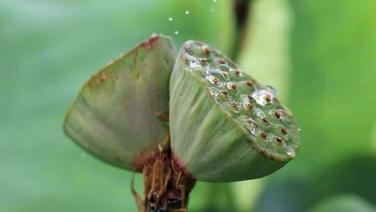 雨水滴落在并蒂莲上溅起水花特写