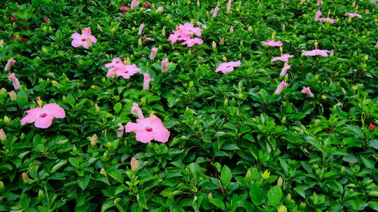 朱瑾花 南宁青秀山花园