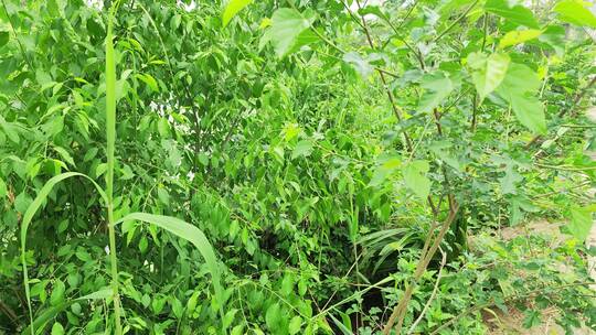 农村房屋花草树木绿色植物菜园