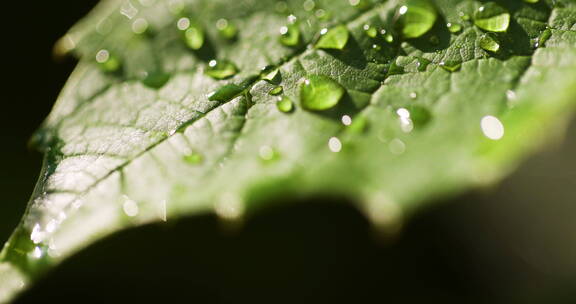 水滴 绿植唯美实拍