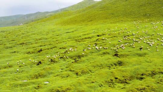 新疆独库公路草地上的羊群