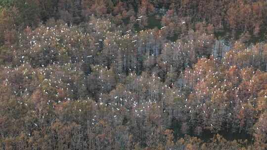 佛山市顺德伦教大涌水杉湿地候鸟白鹭群