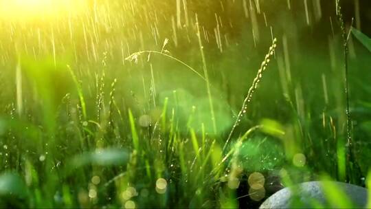 阳光下的草地上下着雨
