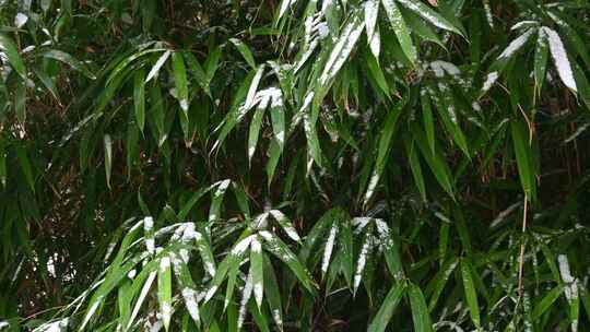 合集-冬天大雪中的常绿植被覆盖雪花