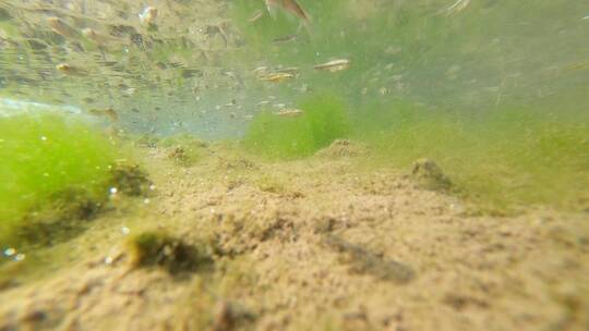 实拍冬天东北河流水下小鱼