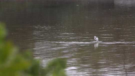 S反嘴鹬、湖面、觅食