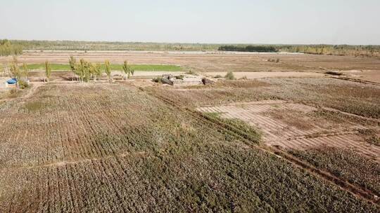 新疆喀什新疆棉花地航拍日间视频素材模板下载