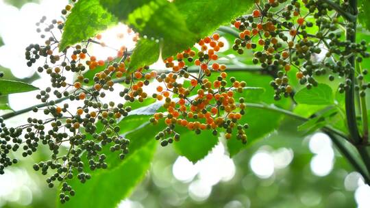 阳光、植物、美丽自然、接骨草