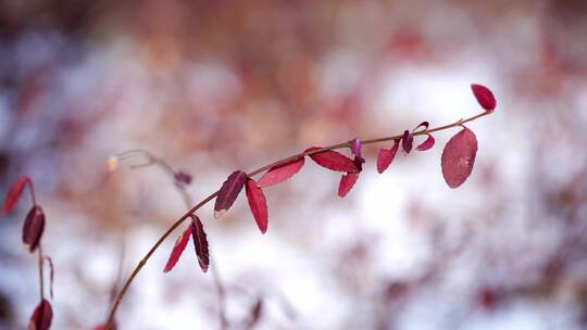 4K植物特写初雪绿化带的红叶子