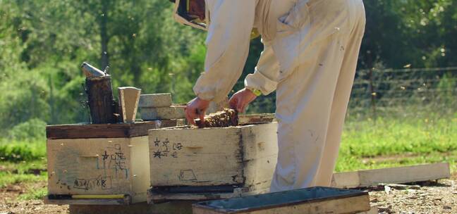 专业养蜂人