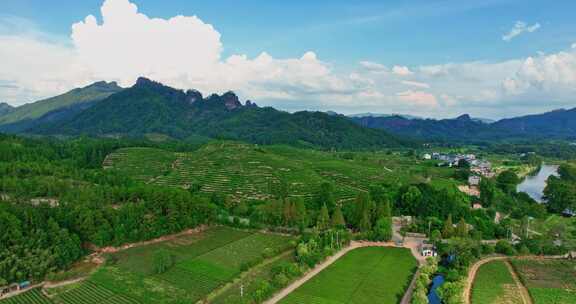 福建武夷山国家公园岩茶核心产区0390