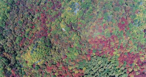 秋季山区枫红柞黄景色