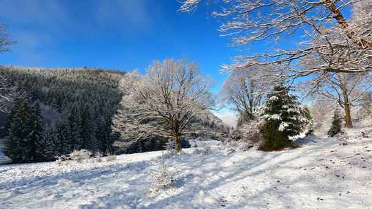 白雪覆盖的地面上的无叶树