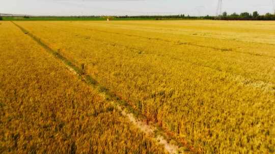航拍金黄色的小麦麦田麦地