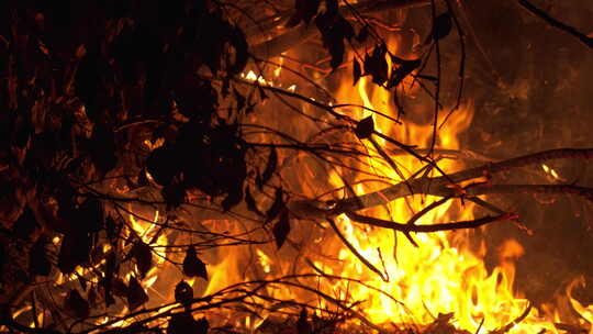 森林大火枯树枝篝火木炭燃烧视频素材模板下载